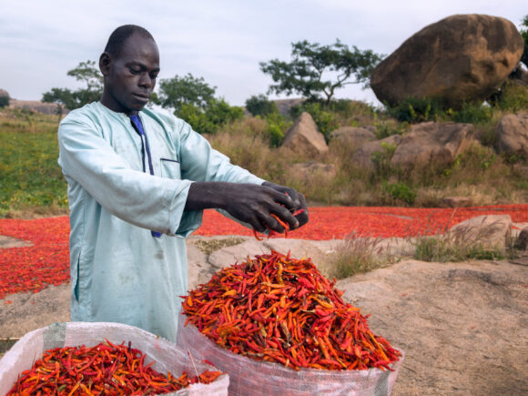 dried birds eye pepper